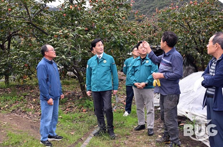 안병구 밀양시장, 상동면 떫은감 탄저병 피해 현장 방문