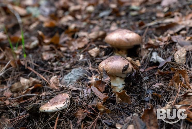 영덕군 자연산 송이.