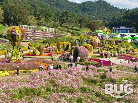 '2025 화순 고인돌 가을꽃 축제(도곡 축제장 전경)