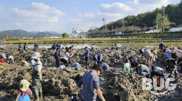 시흥시, 곤충 잡고, 연근 캐며 가족과 추억 쌓은 연근캐기 행사 마쳐
