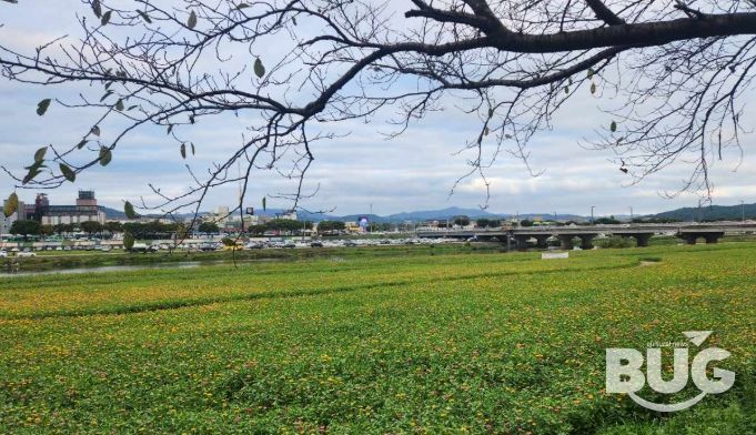 경주시 형산강변