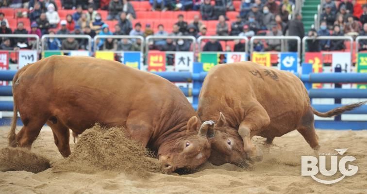 2025년 청도군 전국 민속 소싸움대회 개최
